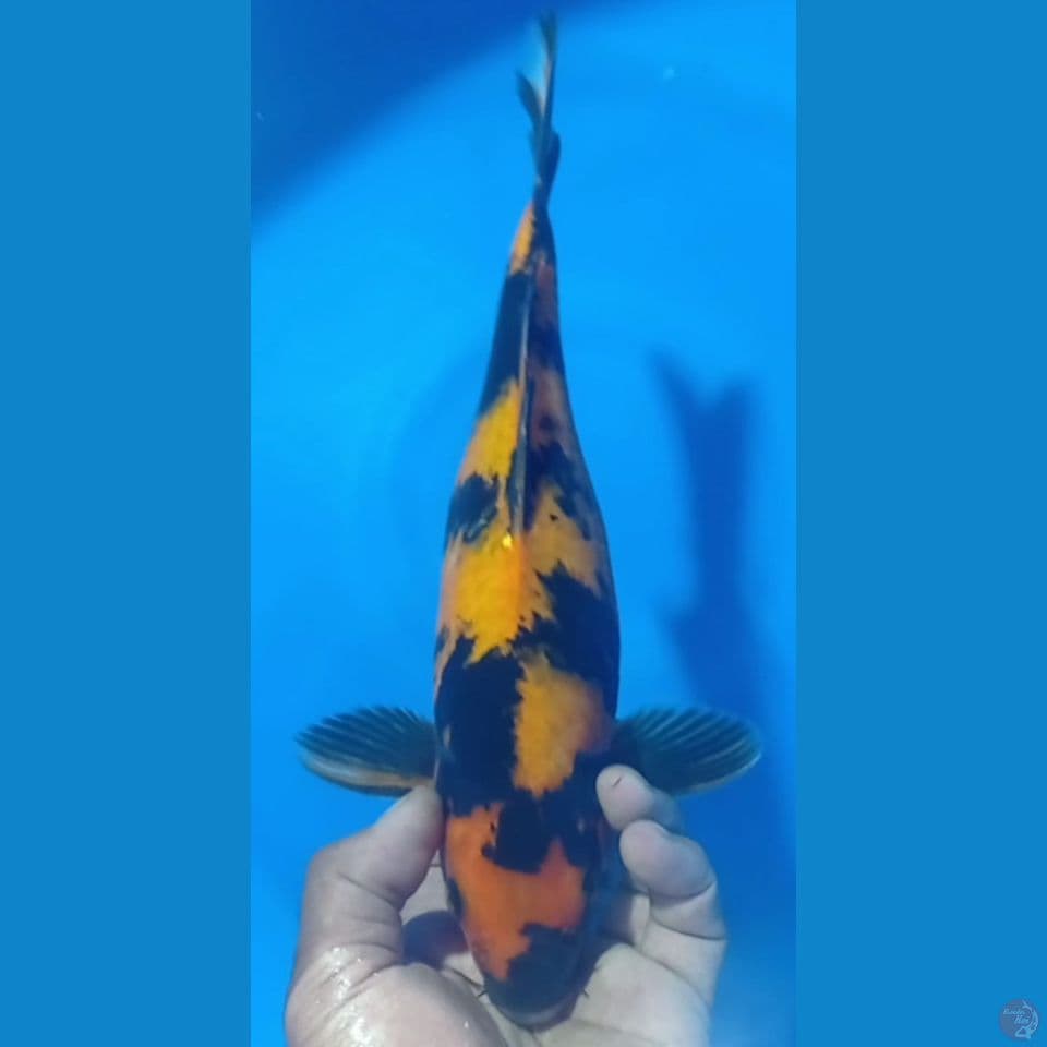 UTSURI YELOW 35CM