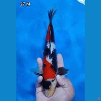 Showa Original 27cm Jantan (Merah Strong)