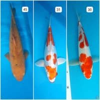 kohaku x caramel jumbo