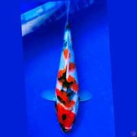 Showa 23cm