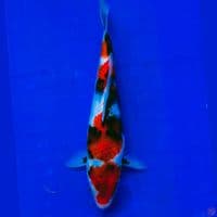 Showa 22cm