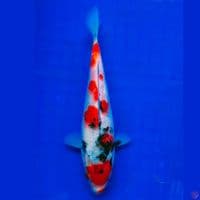 Showa 22cm