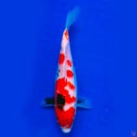 Showa 24cm