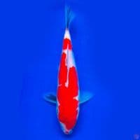 showa 22cm