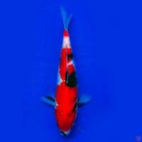 Showa 22cm