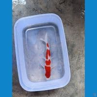 kohaku 18 cm sq