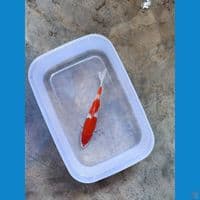 kohaku sq 18 cm 