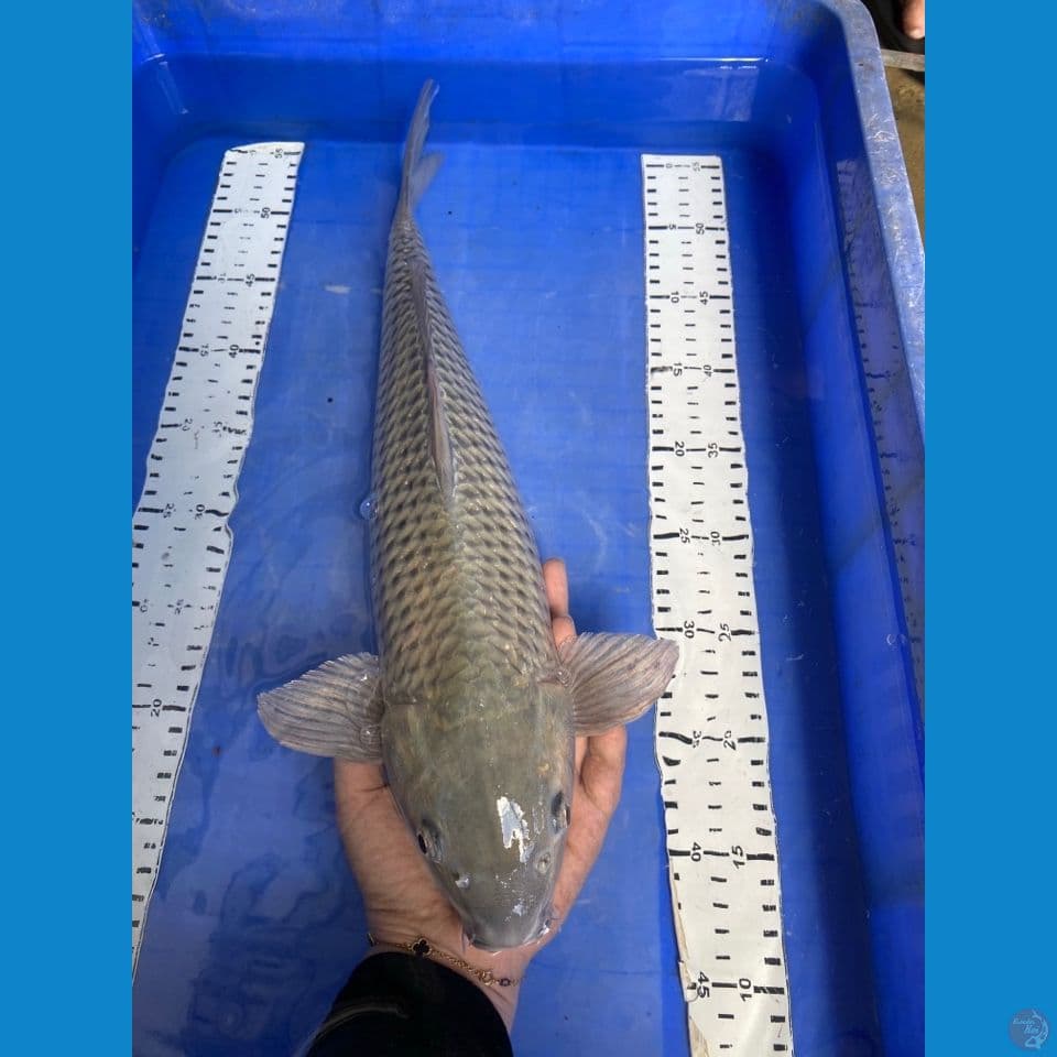 ak3 soragoi 45 male