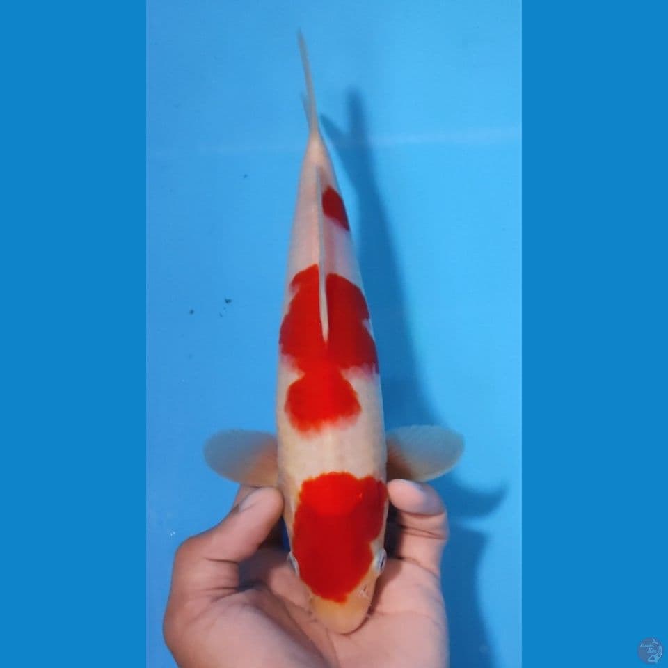 KOHAKU MARUTEN RED STRONG 25CM - JANTAN
