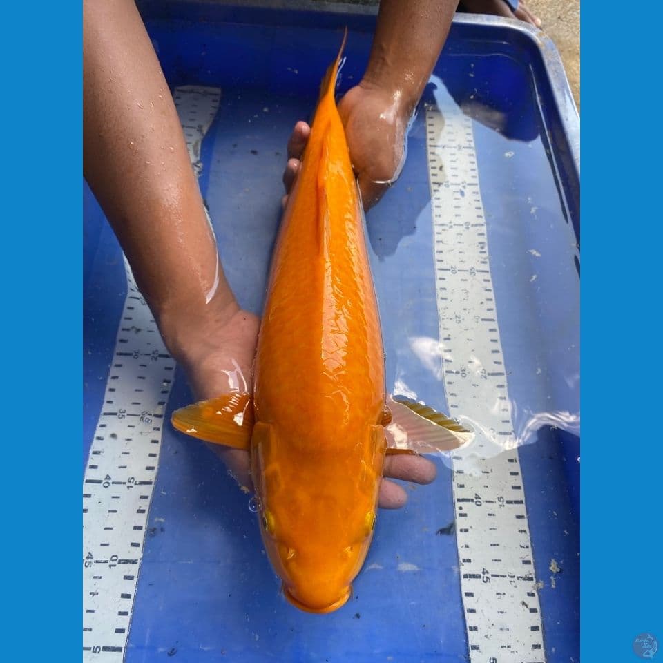 karashi manggo 47 punuk~ flt