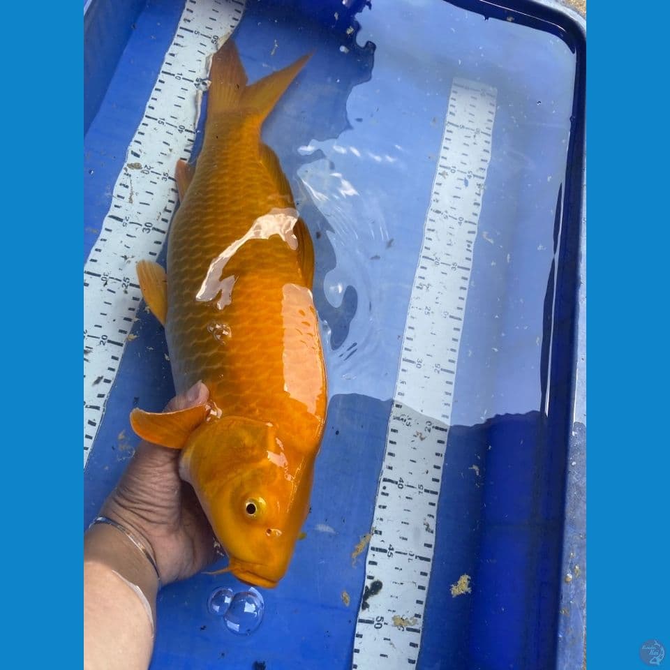 karashi manggo 47 punuk~ flt