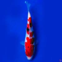 Showa 22cm