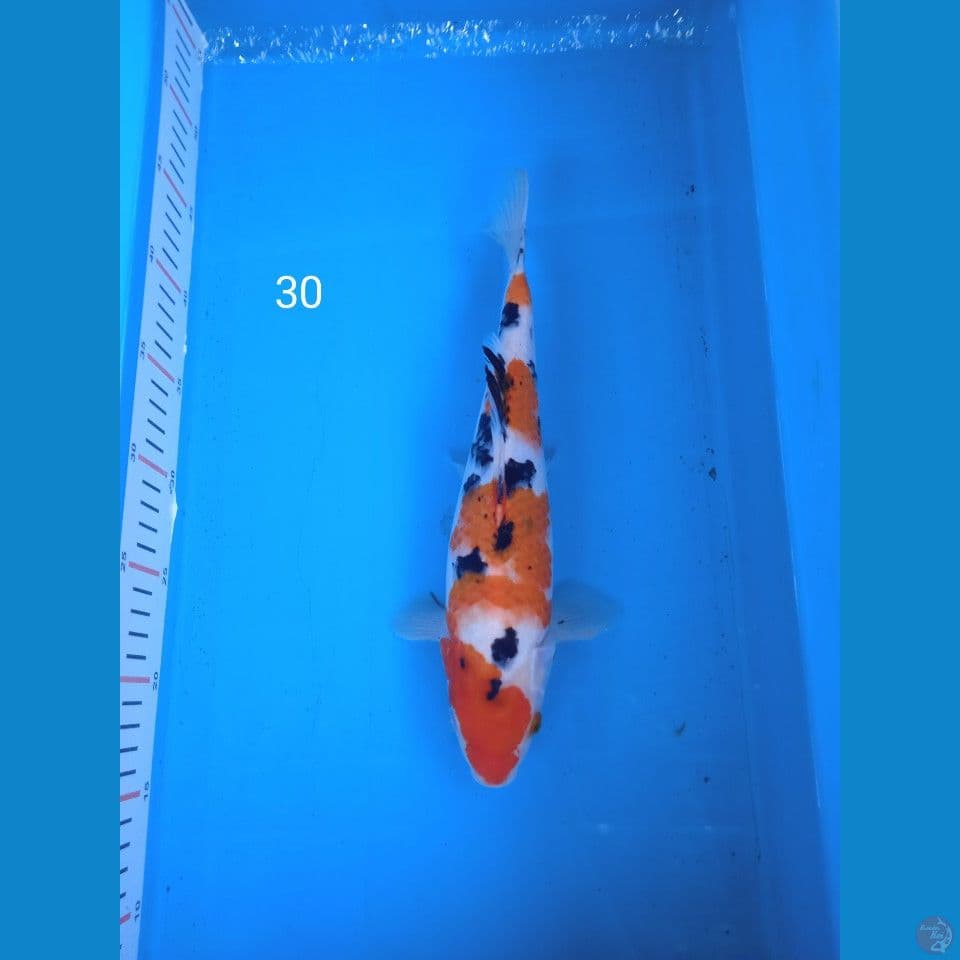 sanke 30cm