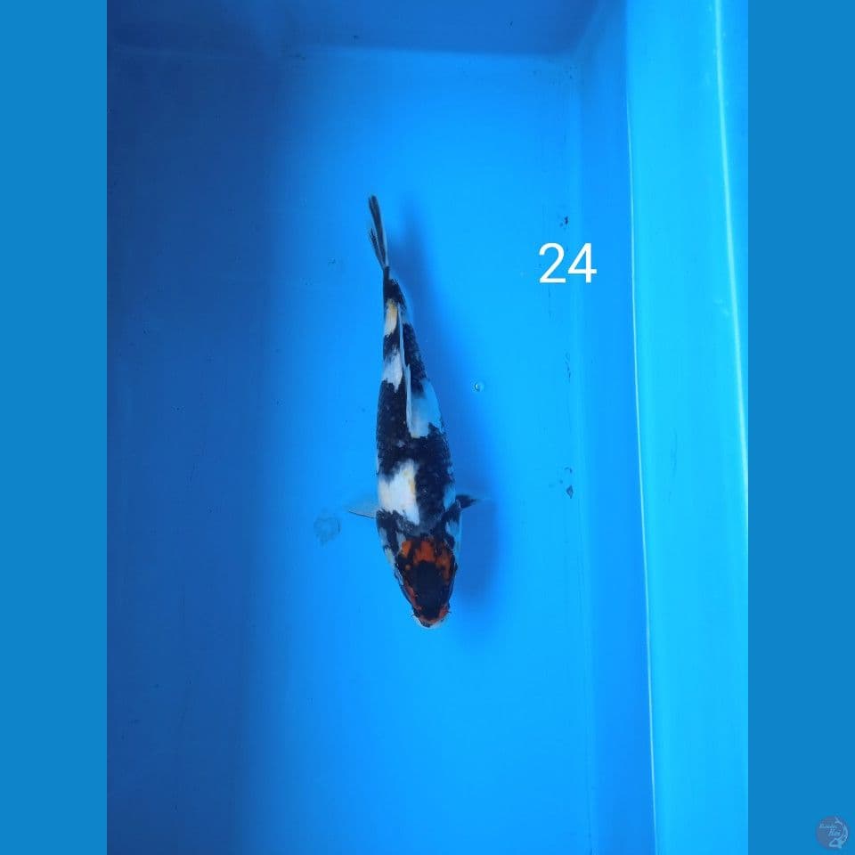 tanco showa 24cm