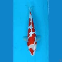kohaku sanke Doitsu original 36cm/uncheck 