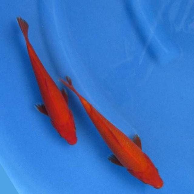 Duo Benigoi 20-21cm