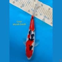 SQ Sanke Merah darah 30cm