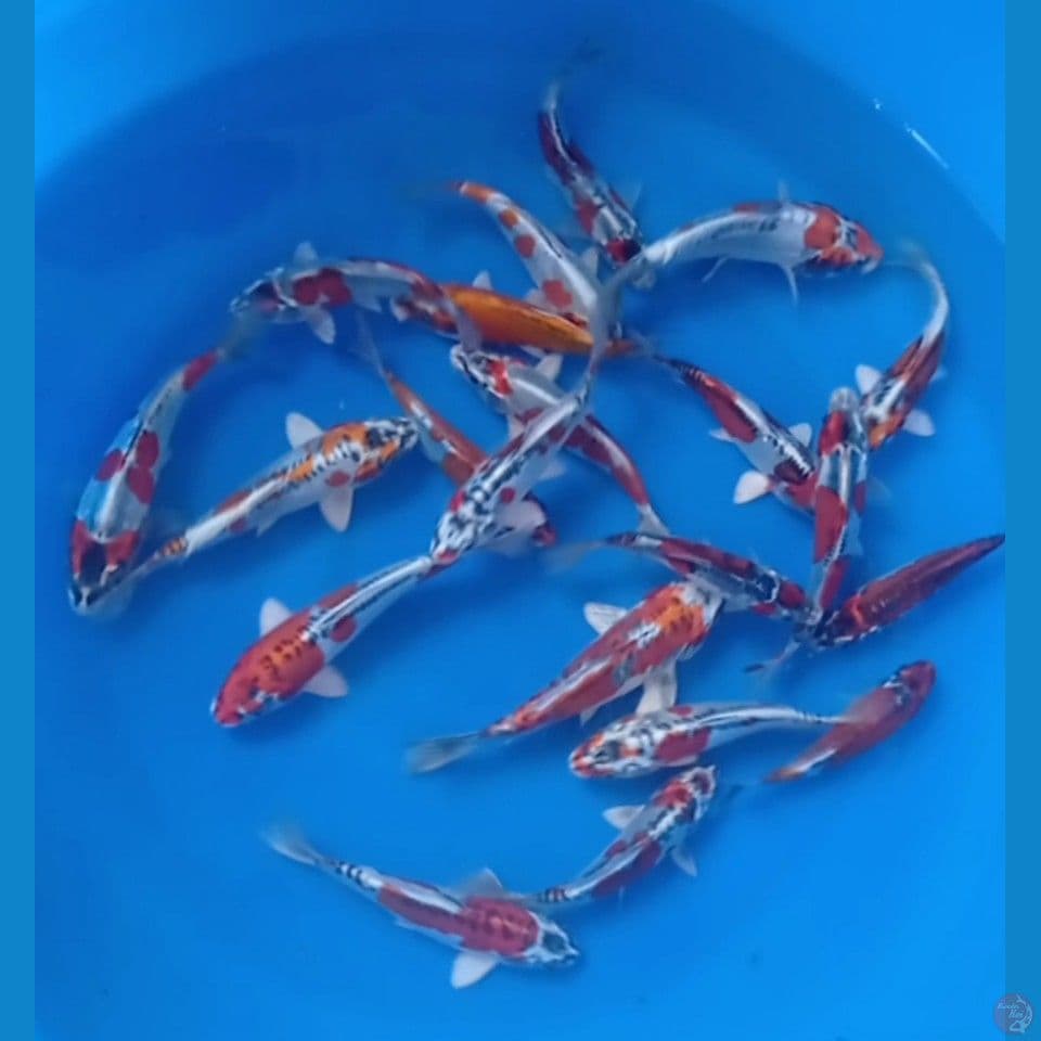 KIKO 20CM