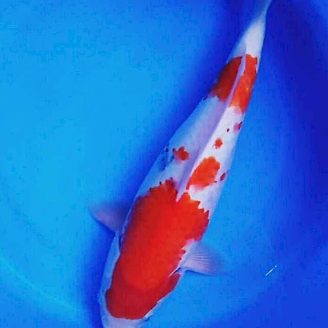 Sanke bulky 35cm