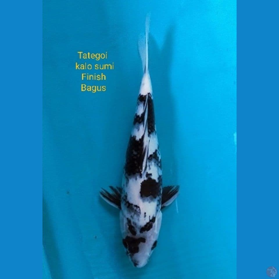 Tategoi to SQ Shiro Utsuri 33cm