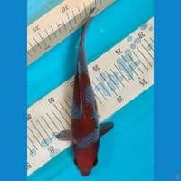 Ochiba Inazuma 28Cm