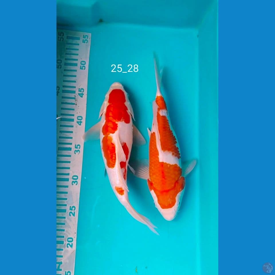 SB kohaku 25_28cm