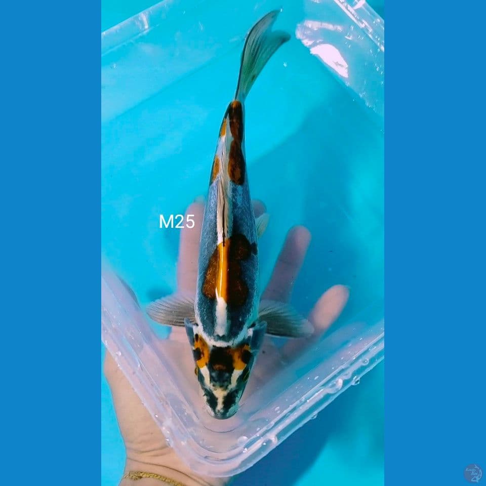 male 25cm