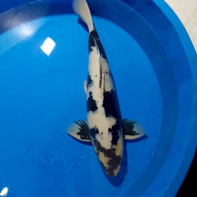 SHIRO UTSURI SPECIAL 50CM