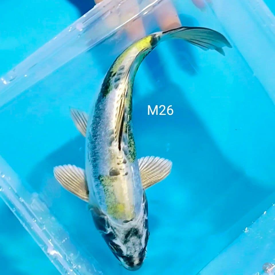 antik male 26cm