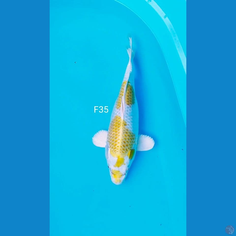 sq hariwake hikari menyala 35cm