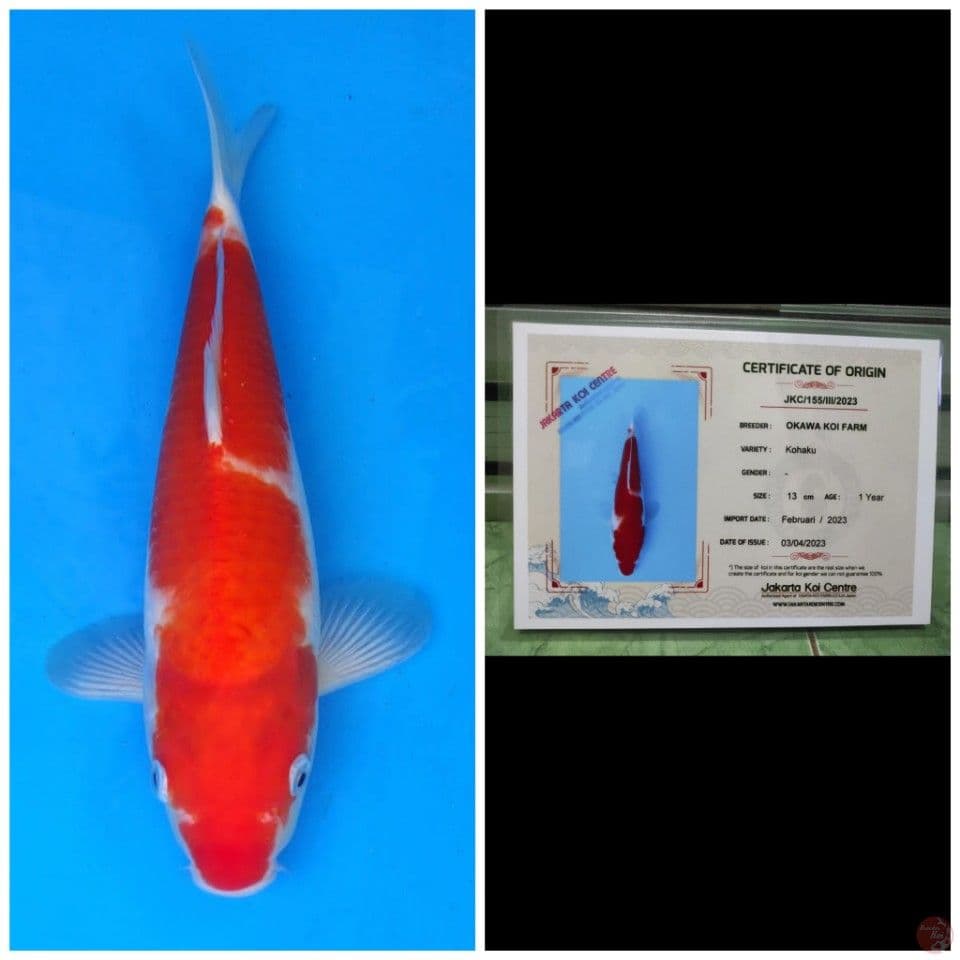 Okawa Kohaku 