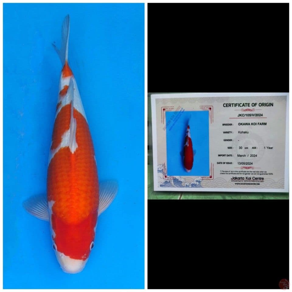 Okawa Kohaku