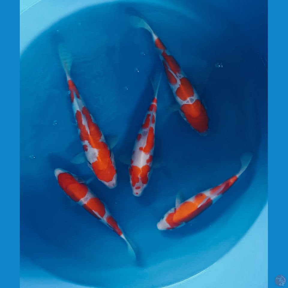KOHAKU 35BU