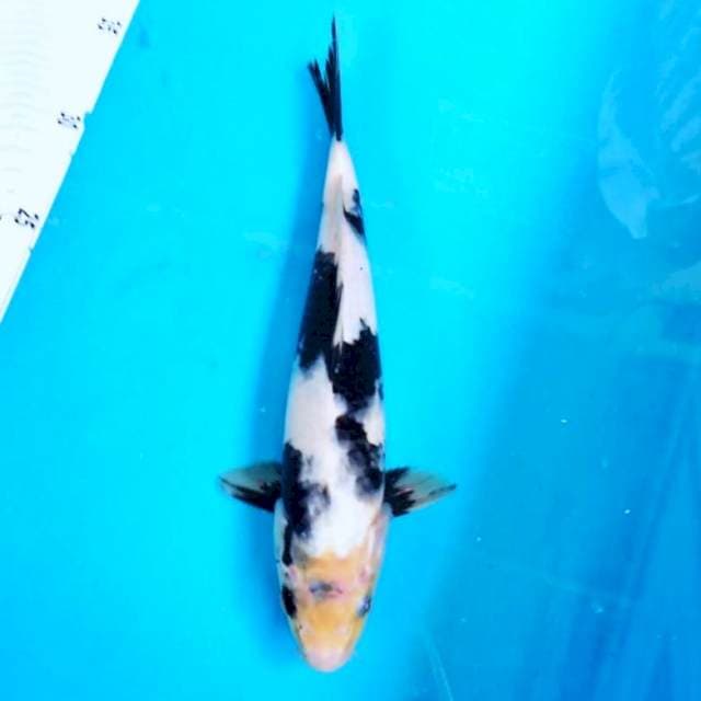 Shiro * 26cm