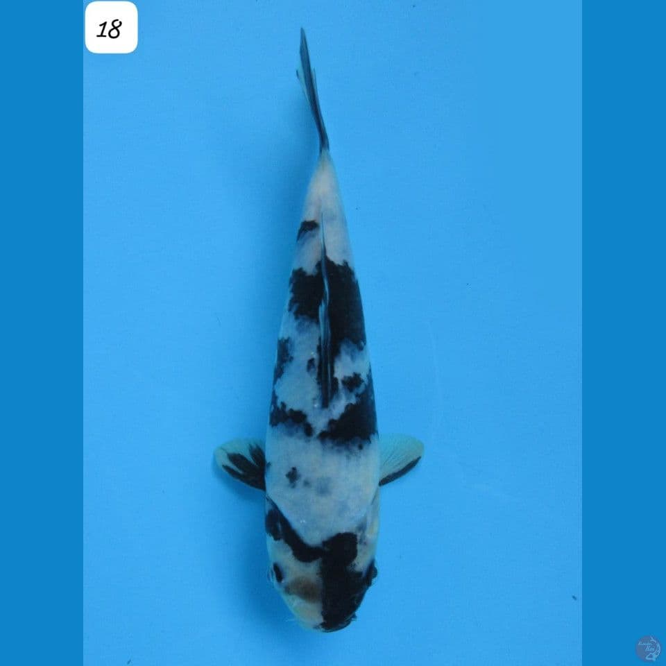 shiro tategoi 18cm male