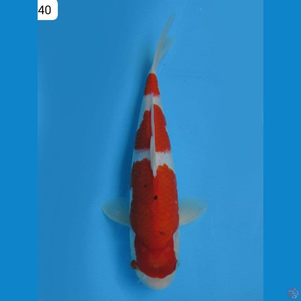 sanke sandan 40cm male