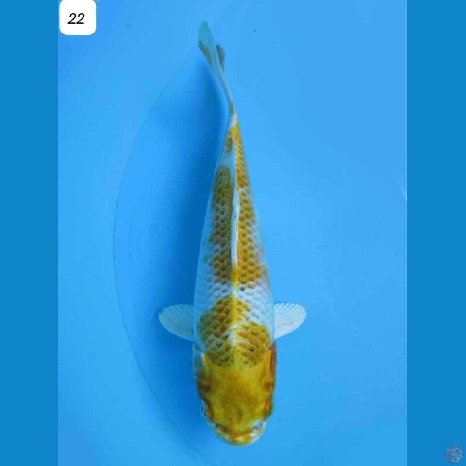 hariwake 22cm male