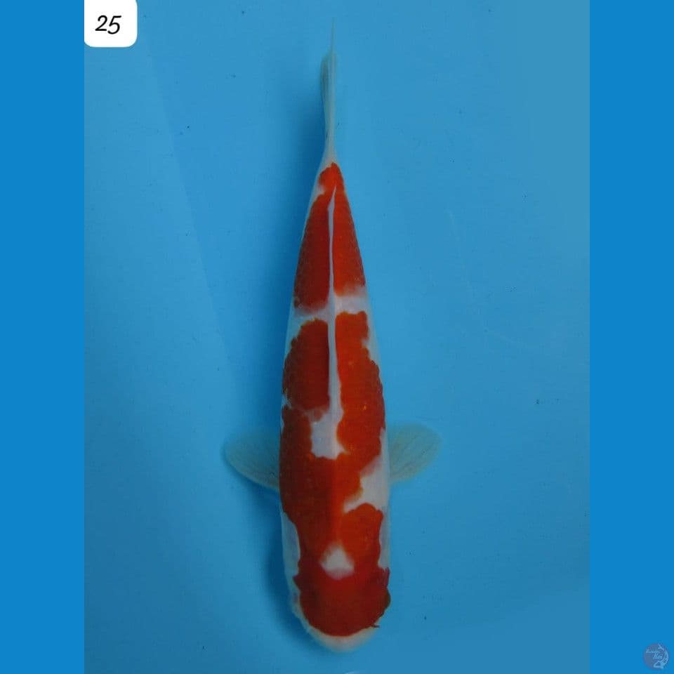 kohaku original bersih 25cm male