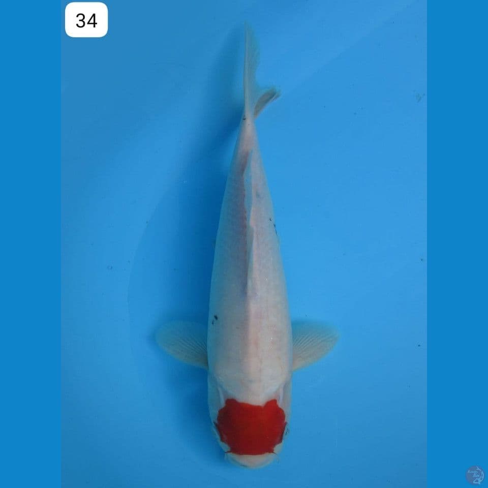 tancho sanke tategoi 34cm male