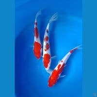 kohaku size : 28 30cm
