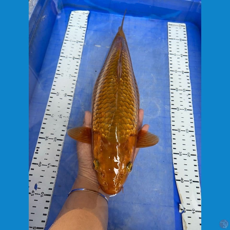 ak5 chagoi ginrin 39 punuk