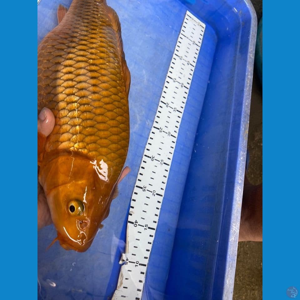 ak5 chagoi ginrin 39 punuk