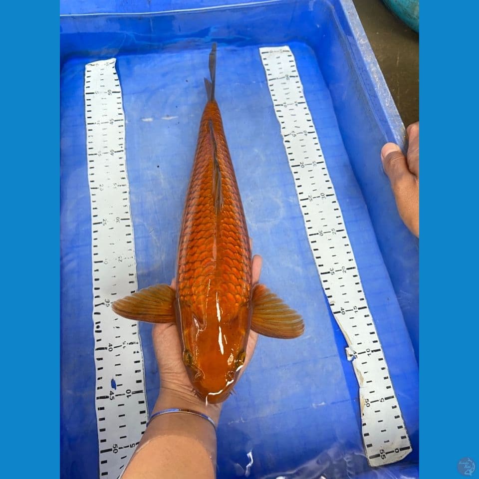 ak6 chagoi punuk 44 male