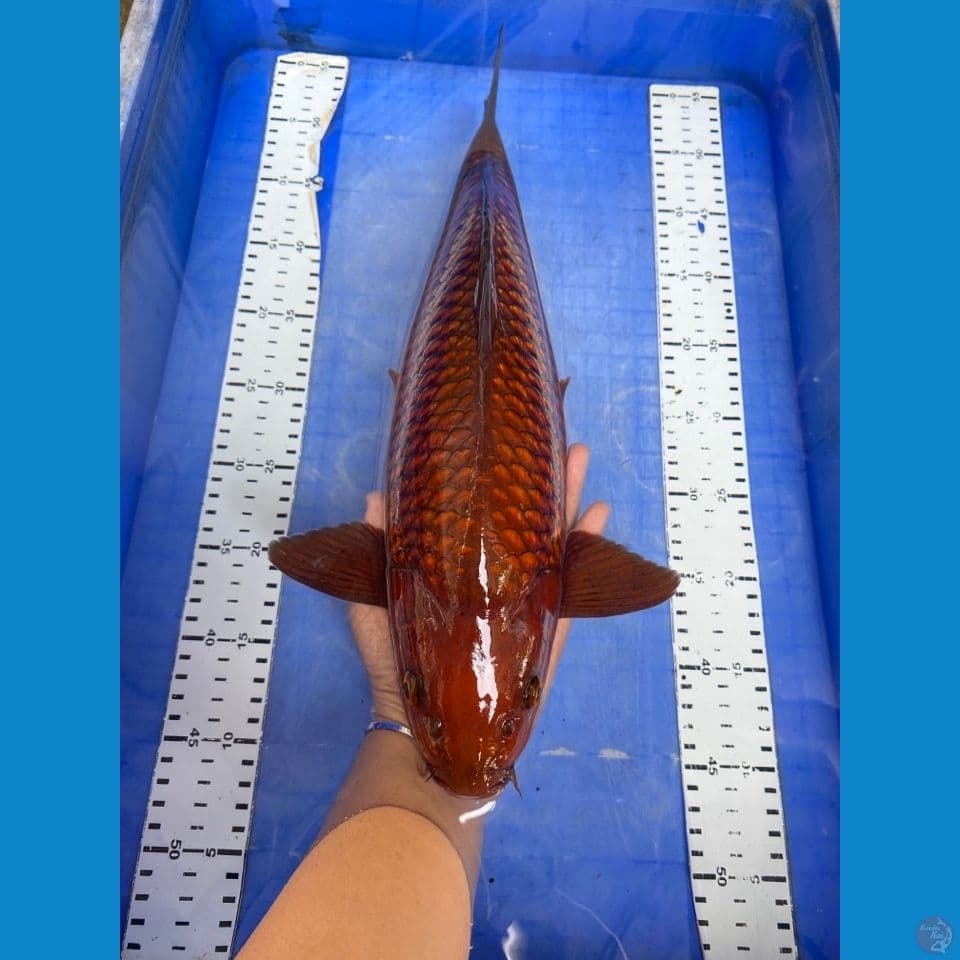 v1 chagoi 44 punuk male