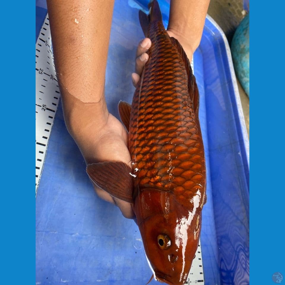 v1 chagoi 44 punuk male