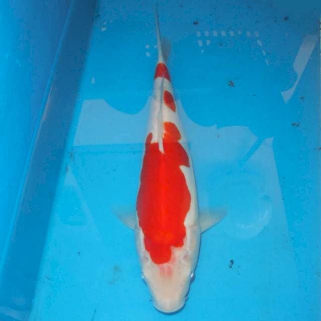 KOHAKU POLLA UNIK