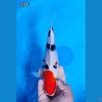 Showa Original 27cm Betina 