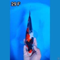 Showa Original 29cm Betina 