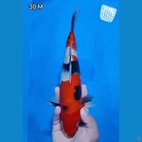 Showa Original 30cm Jantan 
