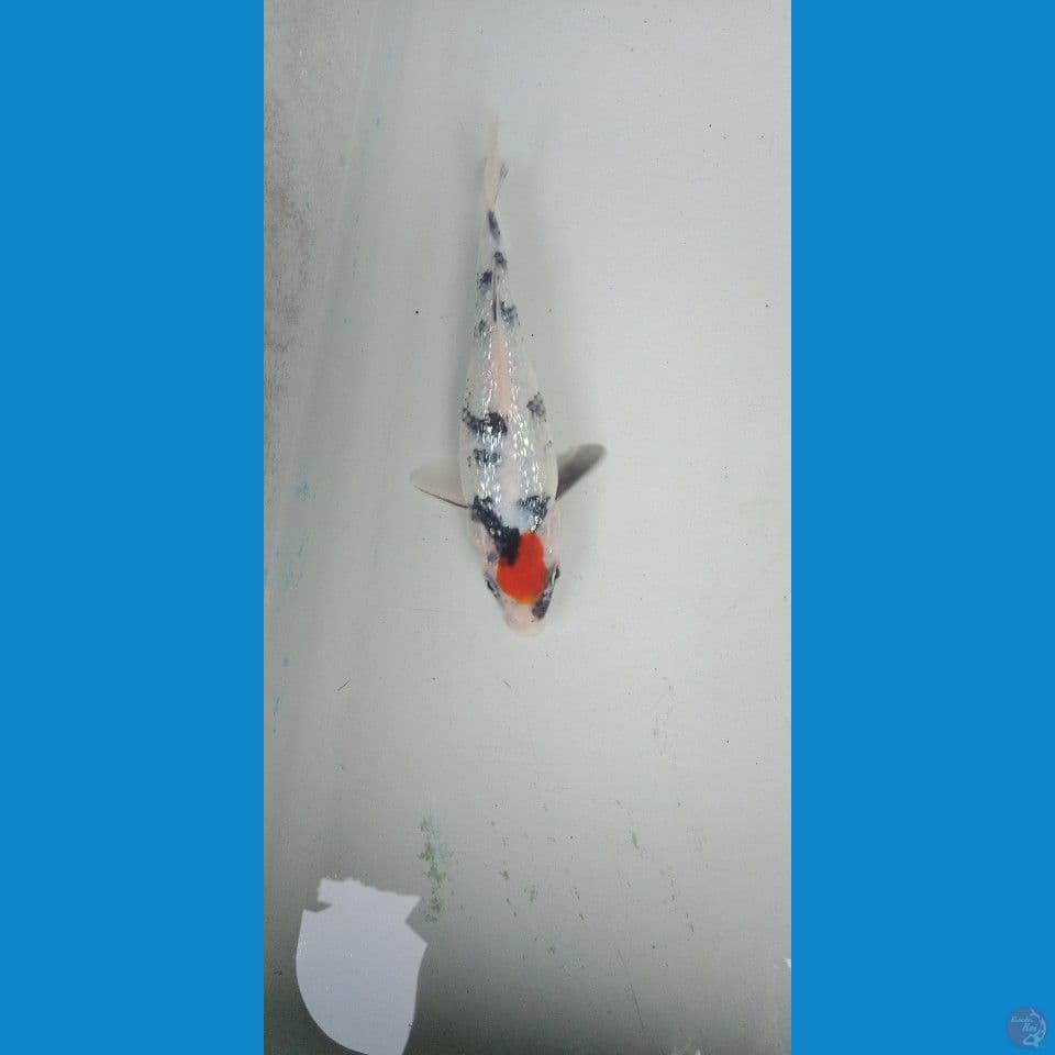 tc showa ginrin 15cm